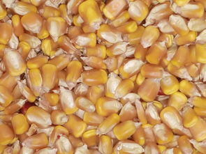 天红酒业常年收购玉米小麦大米碎米糯米高粱等酿酒原料产品图片高清大图